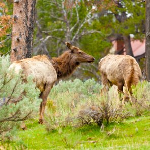 California asks public for help identifying cases of elk hoof disease