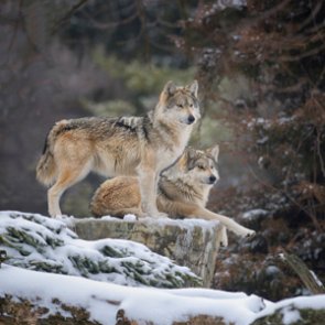 Montana Commission approves changes for elk and wolf hunting