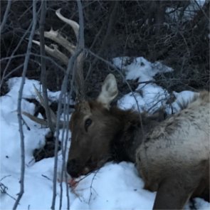 Idaho bull elk poached on private land