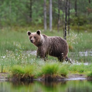 Environmental groups file lawsuit to ban bear-baiting in Wyoming and Idaho