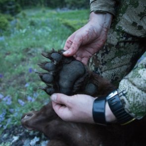 Don’t overlook fall bear hunting