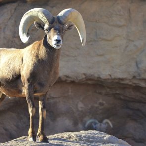 Arizona relocating its bighorn