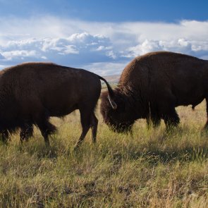 Bringing back the bison