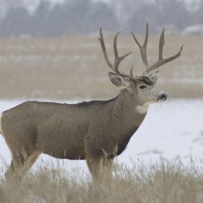 CO scales back deer licenses