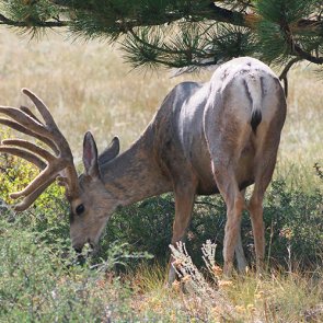 AZ big game raffle raises $500k