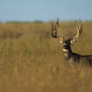 Alert: More leftover New Mexico licenses