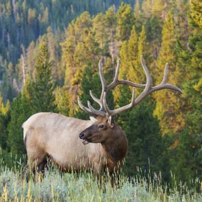 Public lands at risk