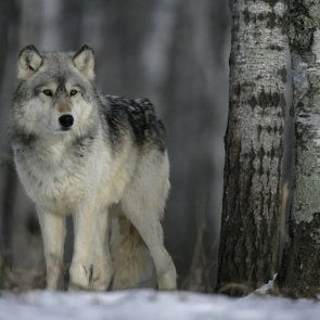 Idaho says no to agency wolf hunting