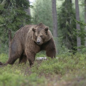 Grizzlies to return to AZ?