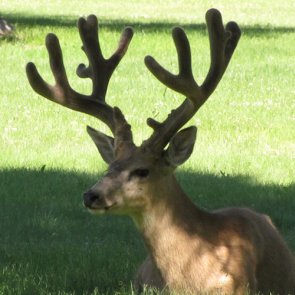 Urban deer hunting