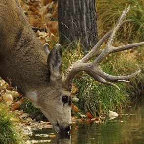 Utah buck outlook is promising