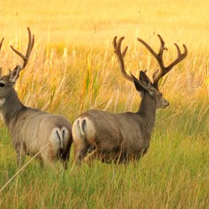 Mule deer numbers across 6 states