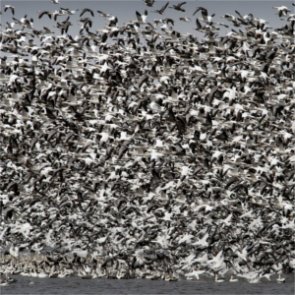 Montana’s mine pit is a toxic graveyard for snow geese