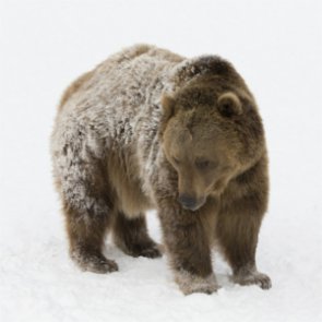 Senate lifts hunting restrictions on Alaska wildlife refuges