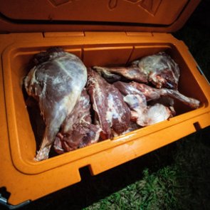 Offseason hog hunting