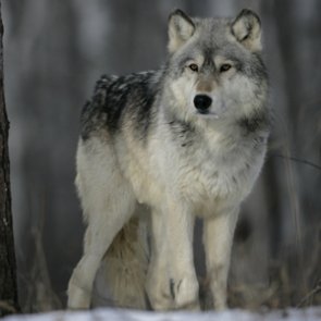 Wolf management plan under review in Minnesota