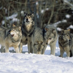No more federal protections for gray wolves?