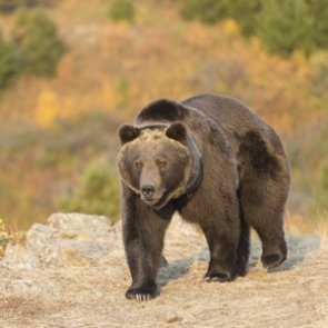 Government takes on active role in grizzly bear management