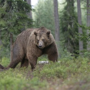Idaho residents: the grizzly bear application period is open