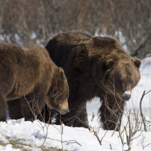 Two grizzlies euthanized following livestock depredation