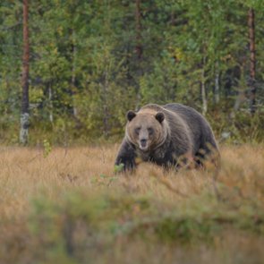 Black bear hunters kill grizzlies by mistake