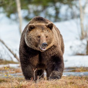 Montana kills three grizzly bears because of livestock depredation