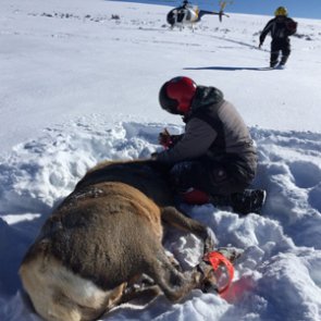 Gunnison Basin mapping project uncovers elk movement patterns