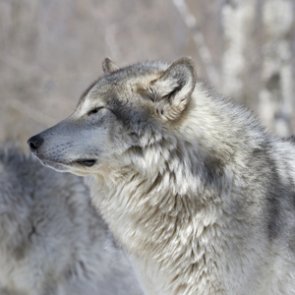 Idaho governor signs new law that could kill 90% of the state’s wolves