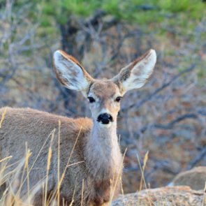 Game warden rescues mule deer from mud pit