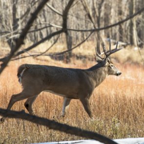 New whitetail study looks at predator-prey relationship in Idaho
