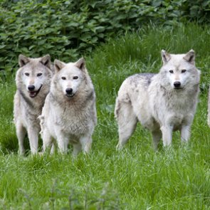 Wolves could lose federal protections in the lower 48