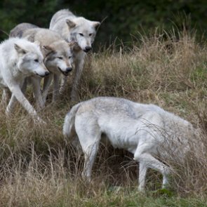 Idaho wolves killed to help struggling elk herd