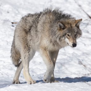 IDFG removes 17 wolves in Lolo elk zone