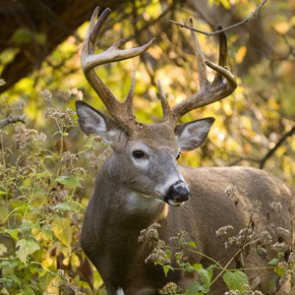 CWD most prevalent in northwest Kansas