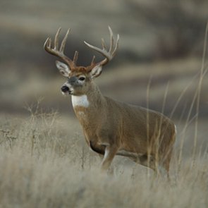 Kansas launches study to determine mule deer and whitetail interaction