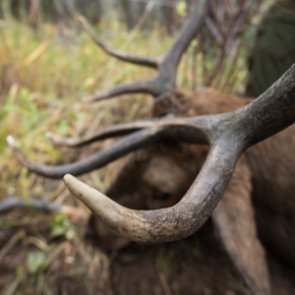 Lessons learned from a 2020 archery elk hunt — Part 2