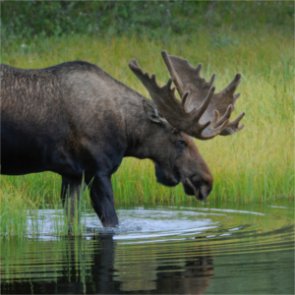Montana 10-year moose study continues