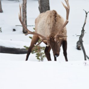 More Idaho elk opportunity?
