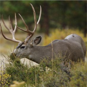 PETA member calls Maryland deer cull “cruel”