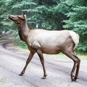 Four men injured on their way to Idaho hunting trip