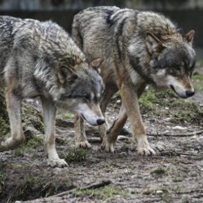 Michigan man charged with 125 wildlife violations