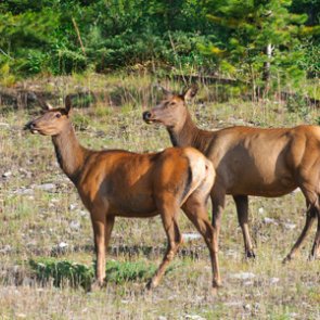 First Michigan elk season a success