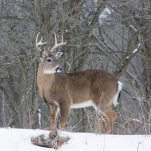 Five Michigan wildlife disease lab workers test positive for tuberculosis