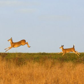 Minnesota Deer Hunters Association seeks end to deer farms