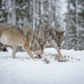 No wolf hunting in Minnesota?