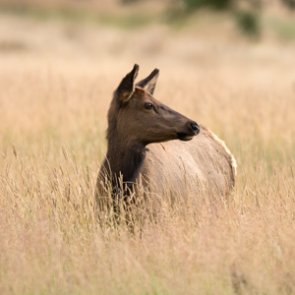 Missouri woman arrested for poaching cow elk