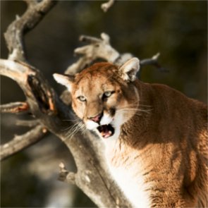 Are mountain lions killing too many bighorn sheep in Nebraska?