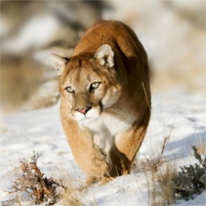 Judge rules in favor of continuing Colorado’s predator management project