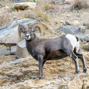 MTFWP works to learn more about the Painted Rocks Reservoir bighorn sheep herd