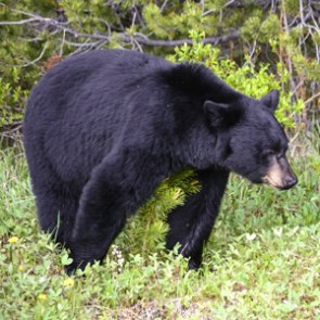 New Montana bill proposes use of dogs for bear hunting